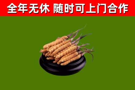 榕城回收冬虫夏草
